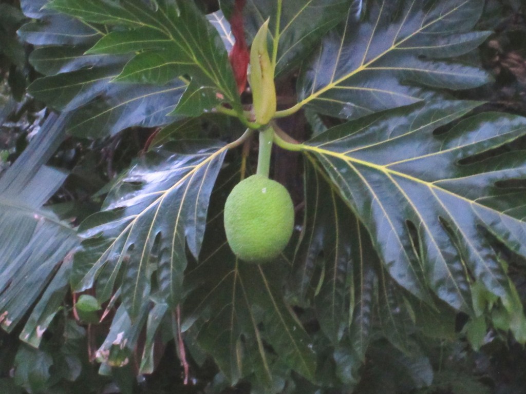 Breadfruit