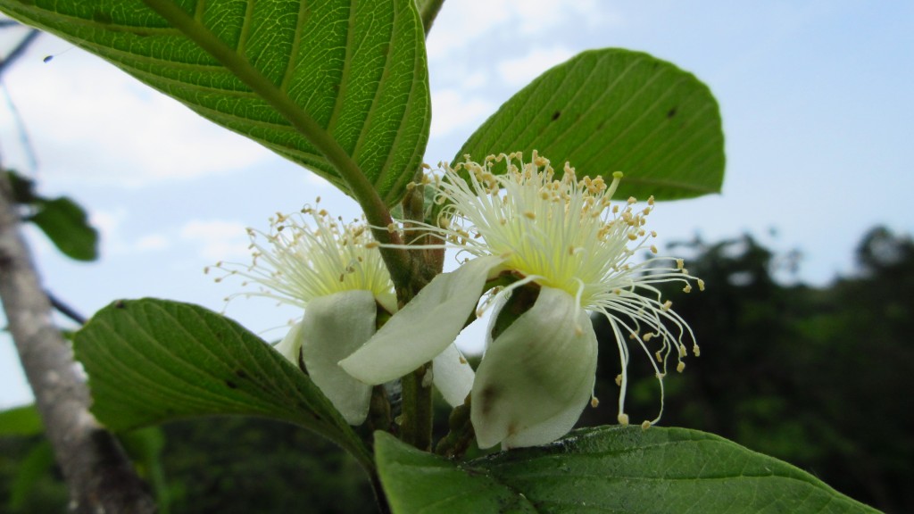 Guava Flower