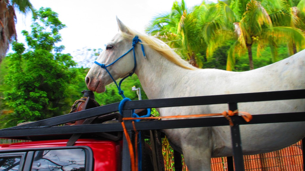 Horse in truck