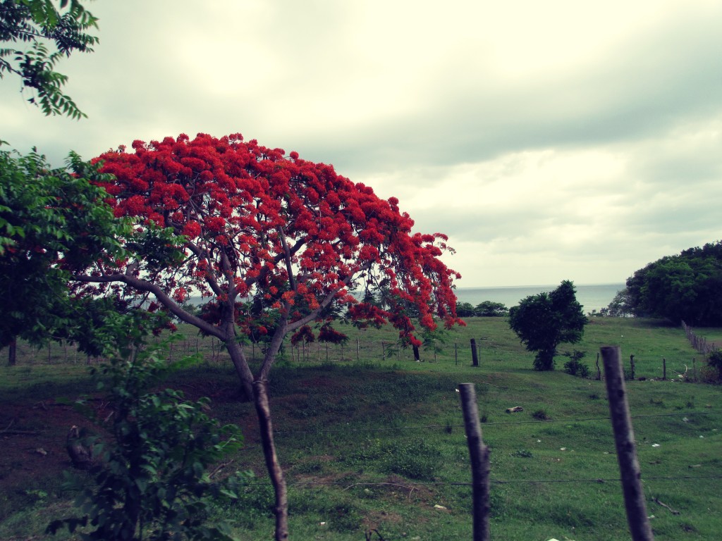 Red Flamboyan