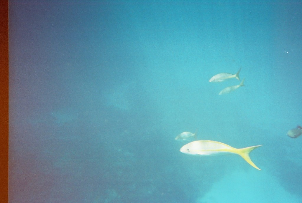Yellowfin snapper