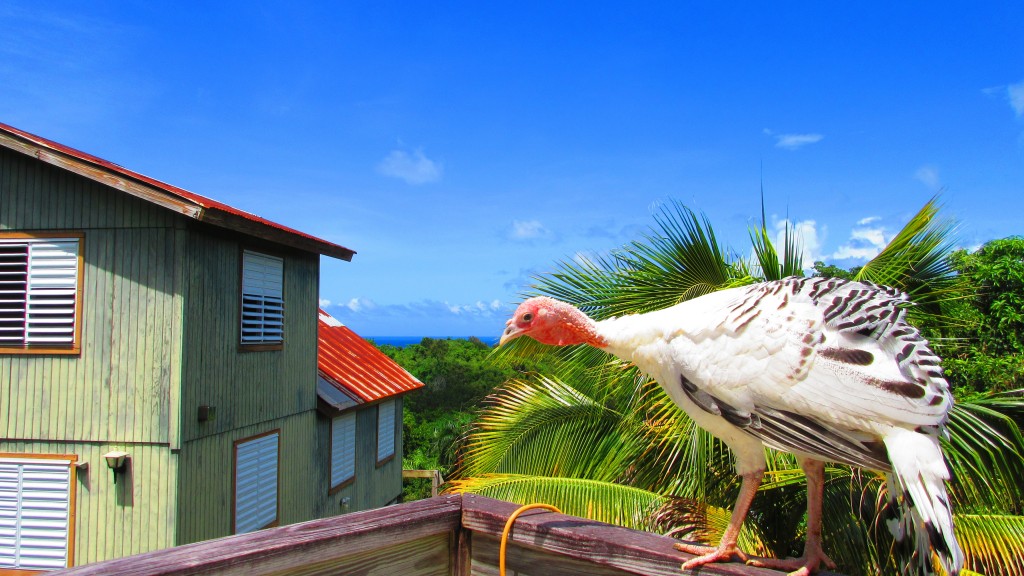 Turkey on the cabana roof