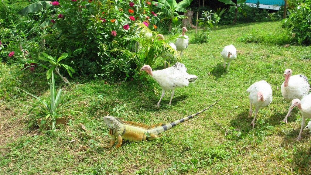 iguana turkey time small