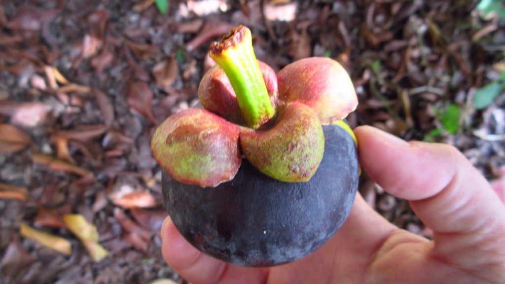 Mangosteen