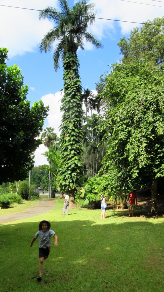 Royal Palm with Monstera