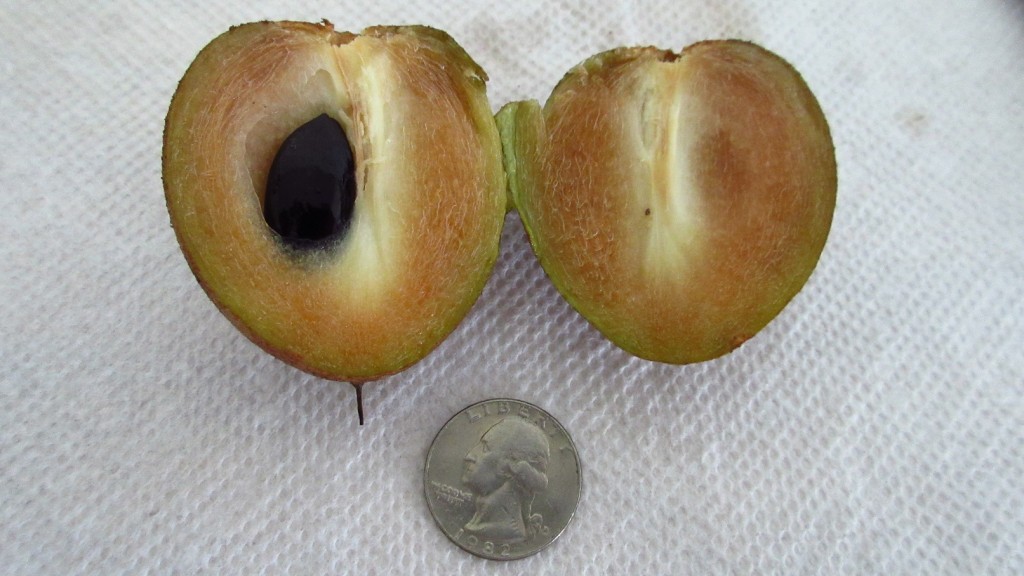 Sapodilla nispero