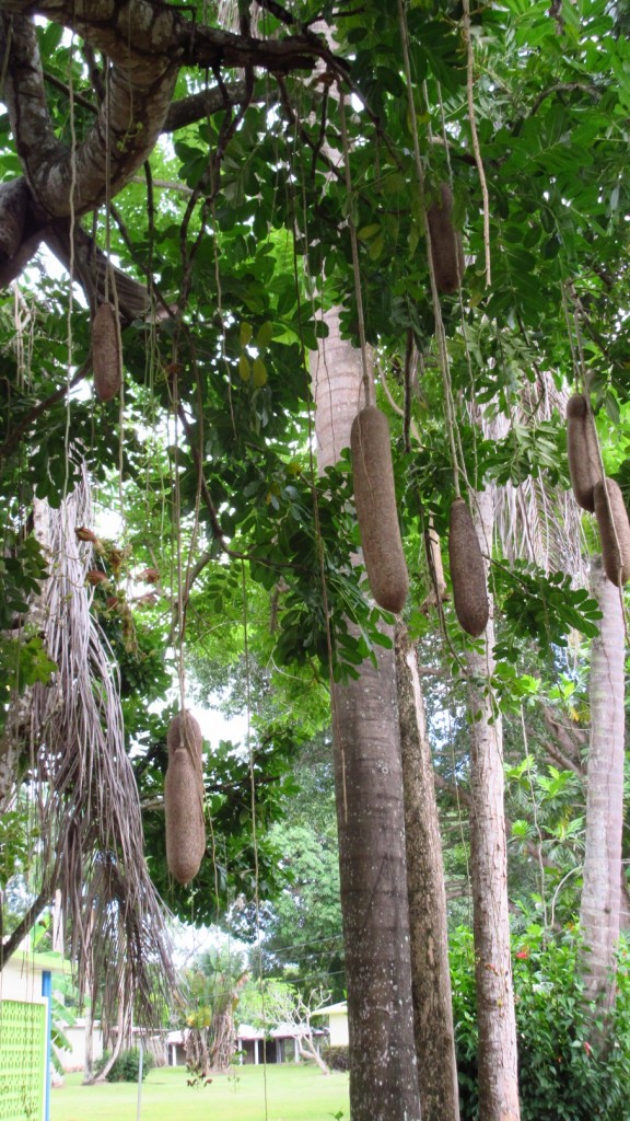 Sausage tree