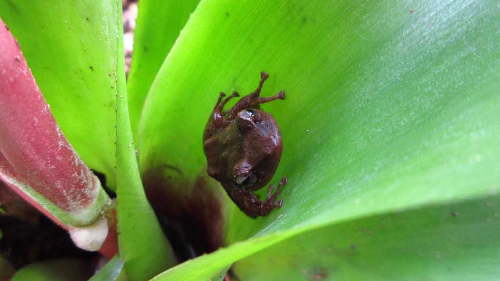 Coqui