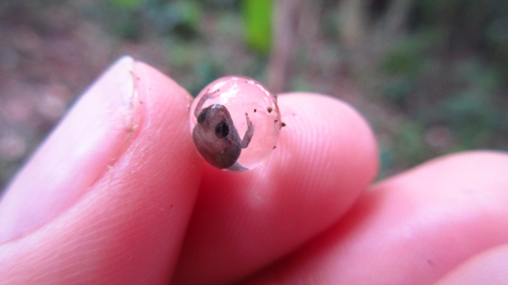 Frog egg