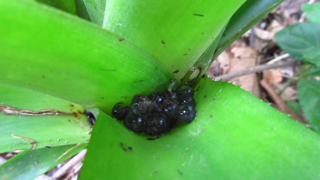 Frog eggs in plant