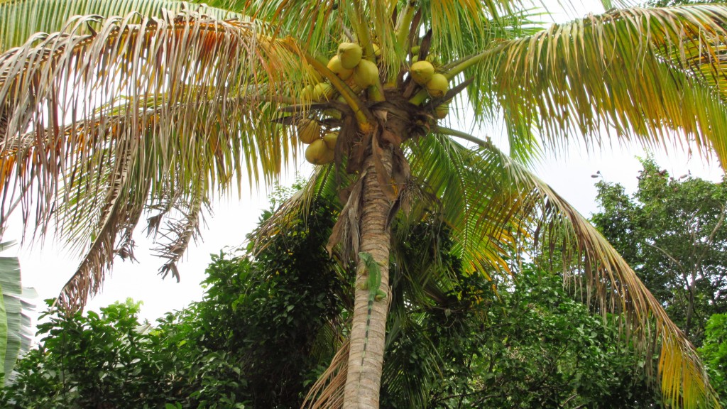 Iguana on coconut tree