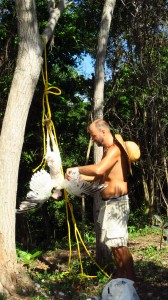 Britton Turkey plucking wings