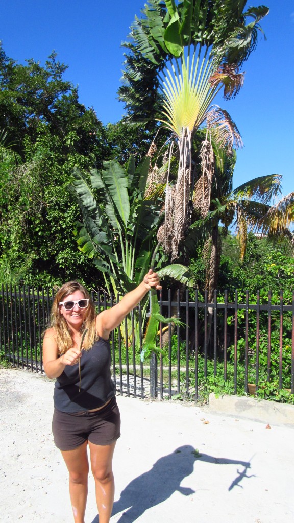 Catching iguanas