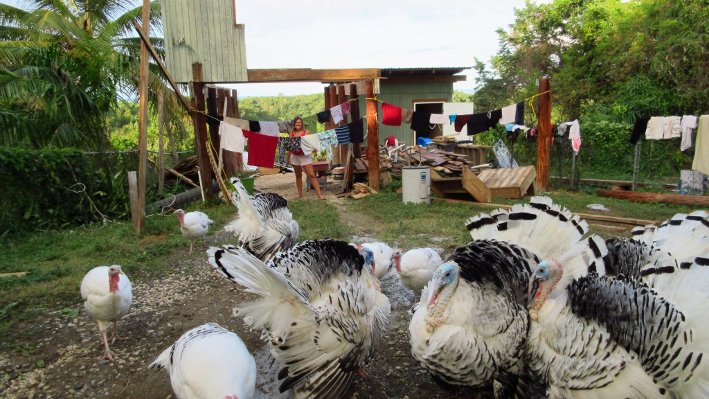 Crazy laundry and turkeys