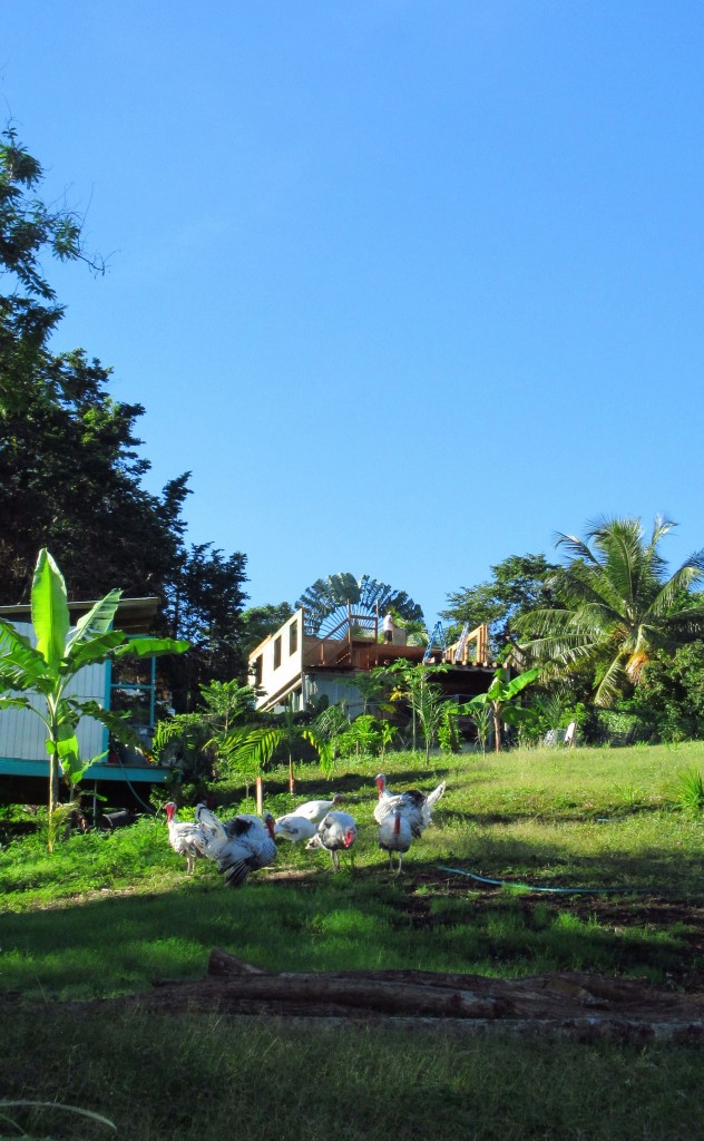 Fan palm in place of house crop 2