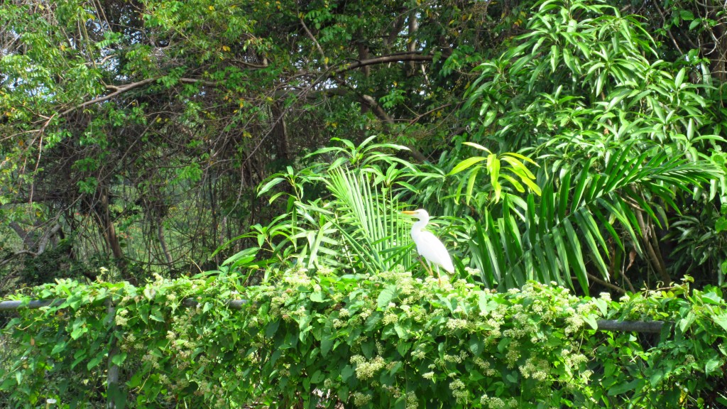 Garza bird cattle egret