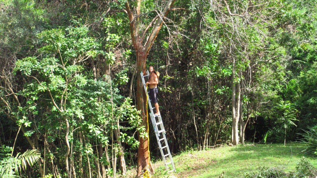 Britton on a ladder in a tree