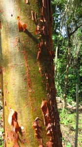 Burnt tourist tree