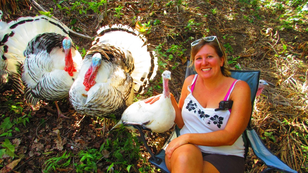 Cassie and the turkeys