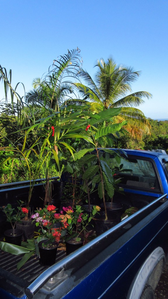 Fruit trees in truck