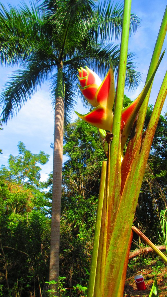 Heliconia and palm