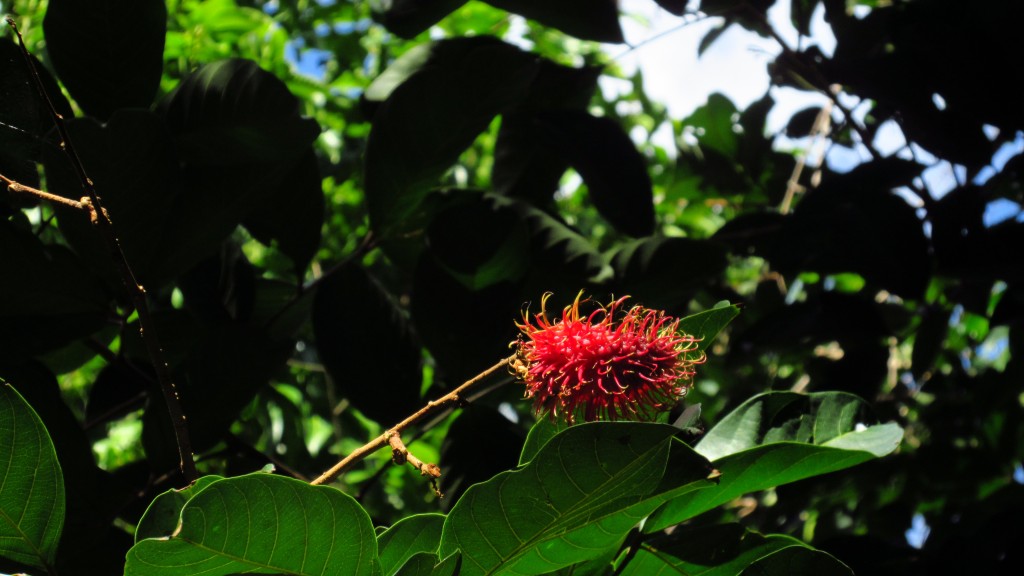 Rambutan