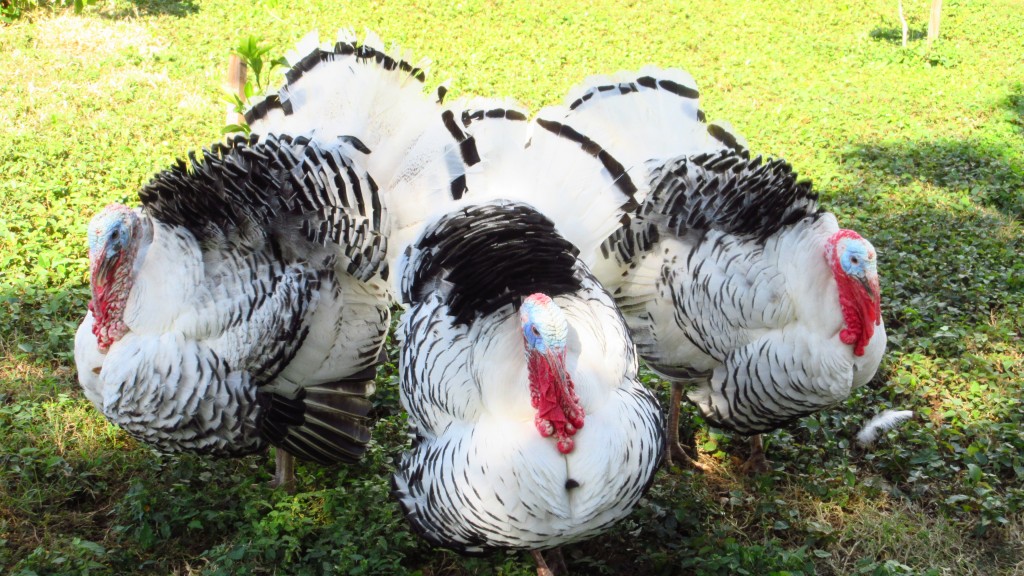 Three turkeys