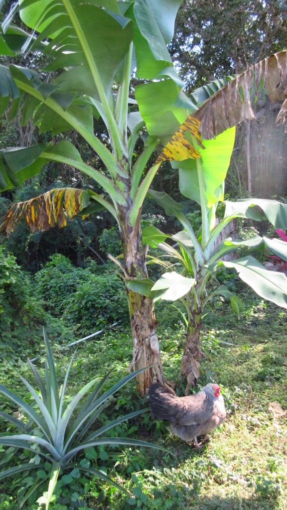 Banana tree