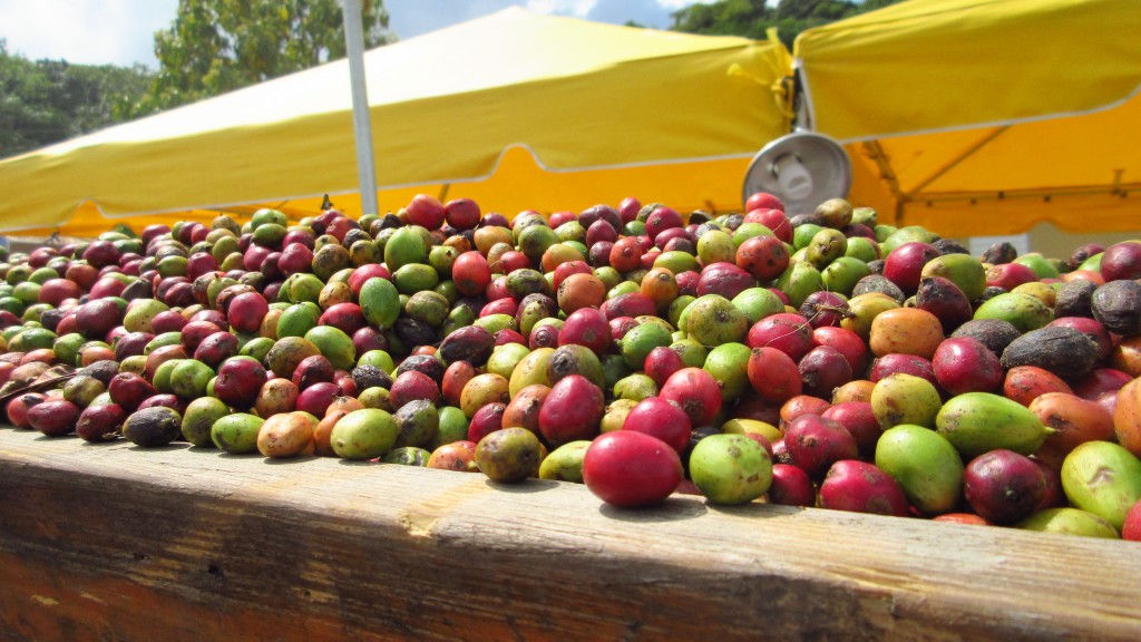 Coffee berries