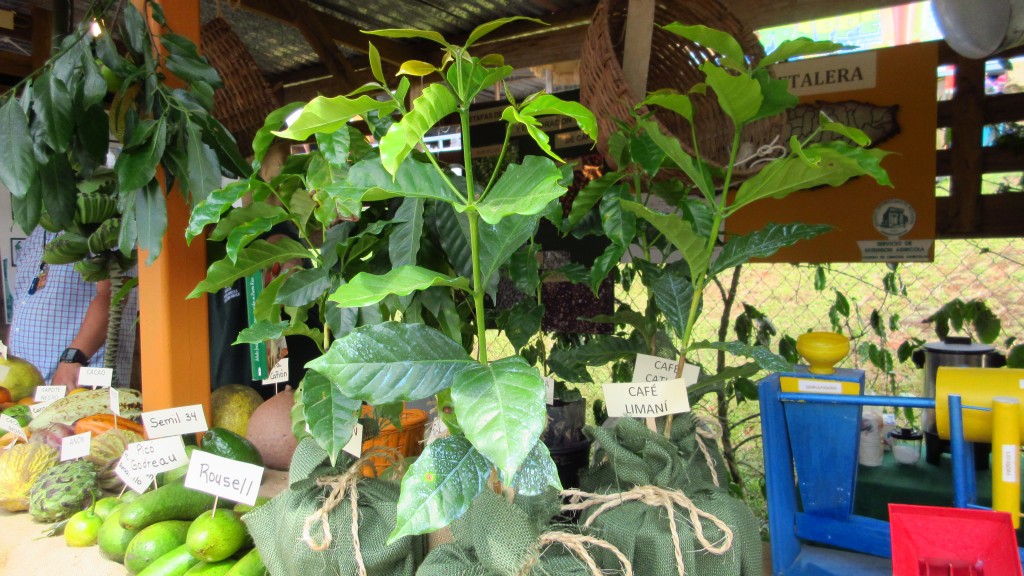 Coffee plants
