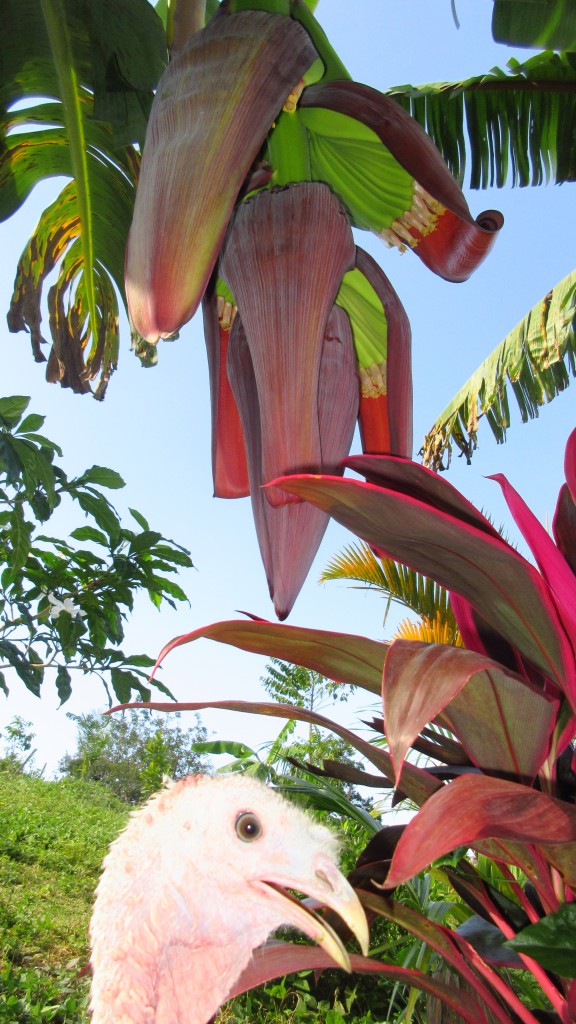 Photo bomb turkey and banana flower