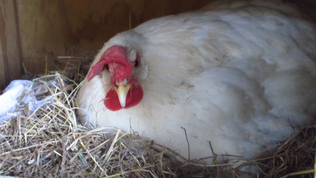 Broody leghorn