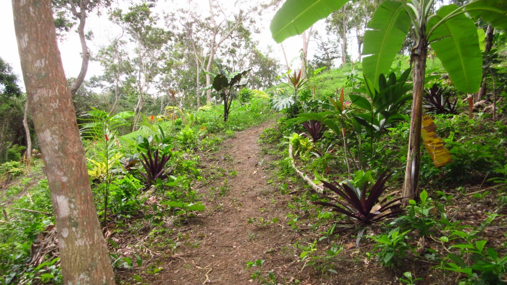 Garden tropics