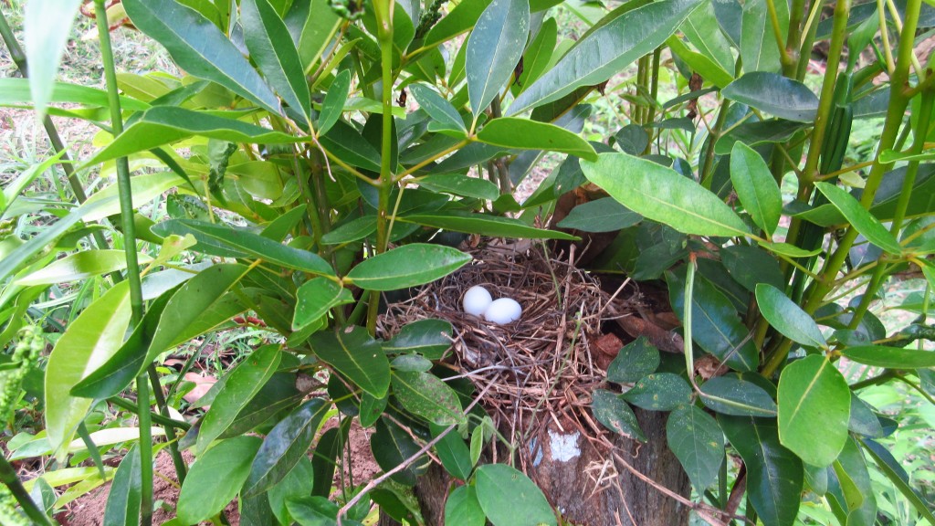 Little nest