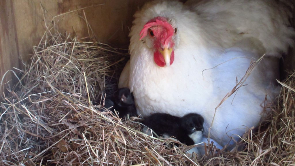 Mama hen and chicks