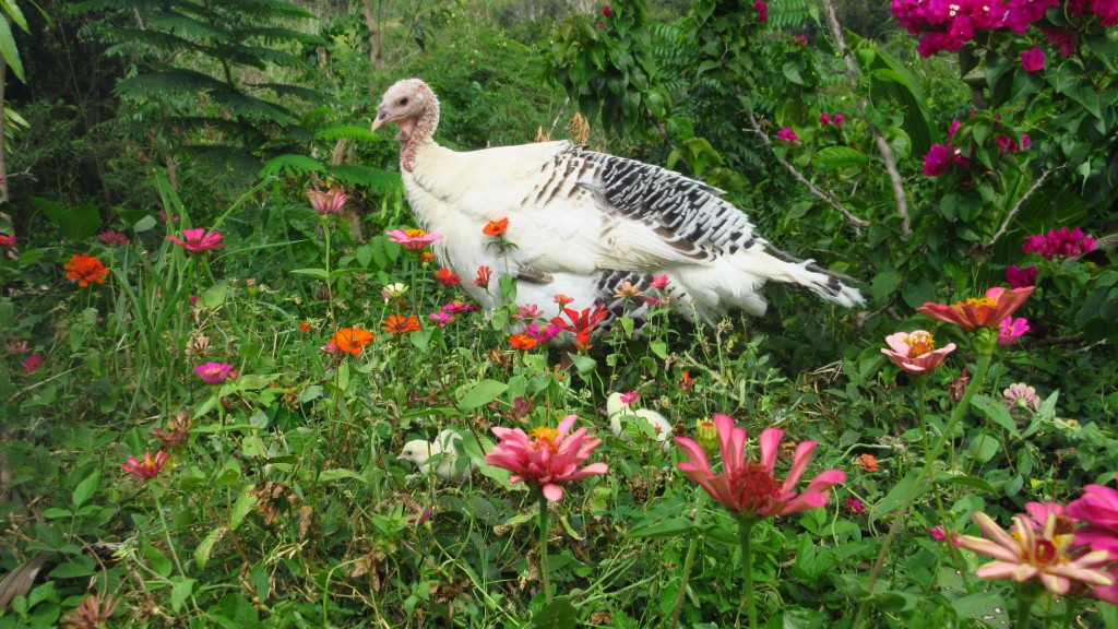 Mama turkey and her babes