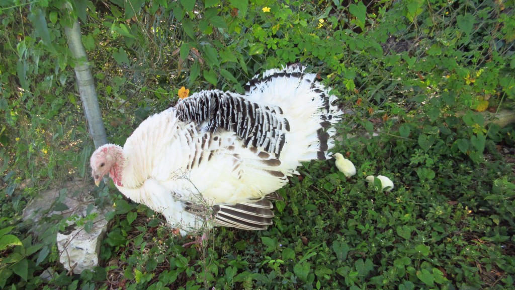 Turkey mom and chicks