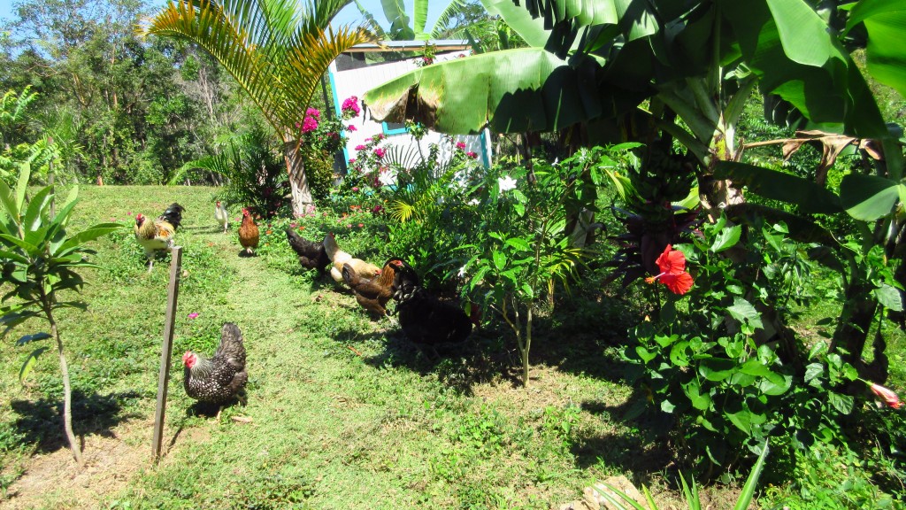 Chickens and path