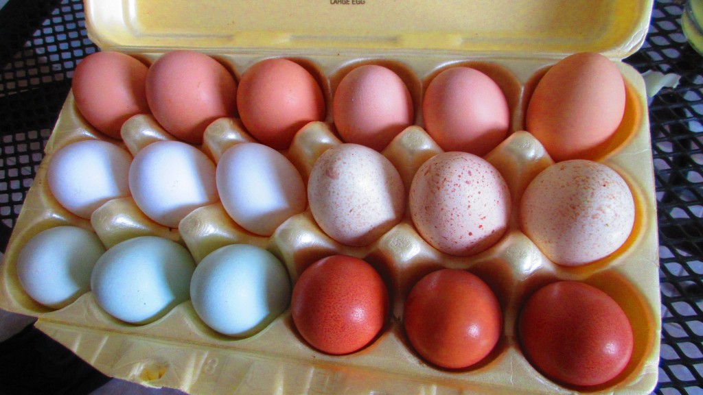 Variety Eggs