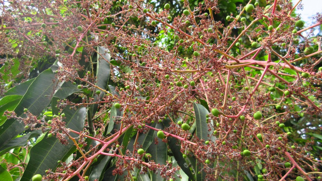 Baby mangoes