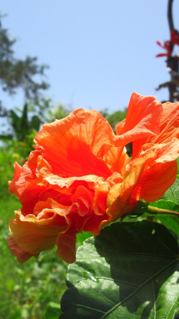 Double hibiscus