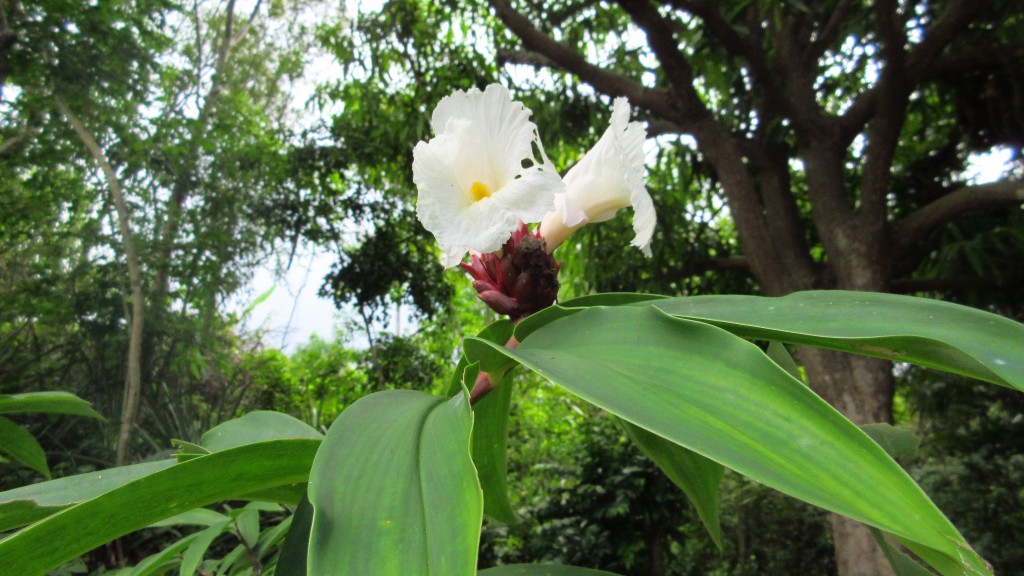 Ginger flower