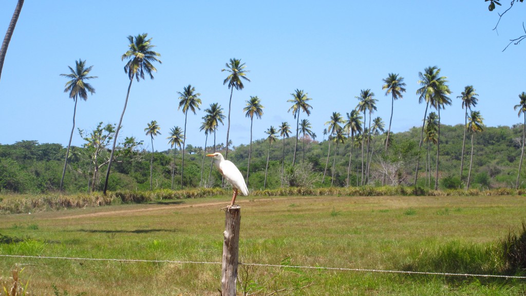 Palms and garza bird