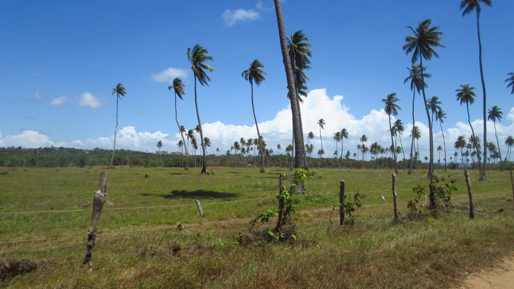 Palms galore