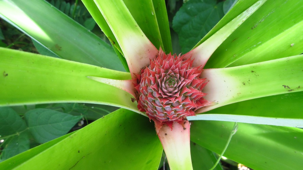 Pineapple forming
