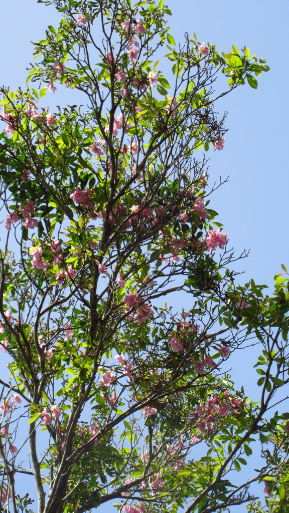 Purple roble flowers