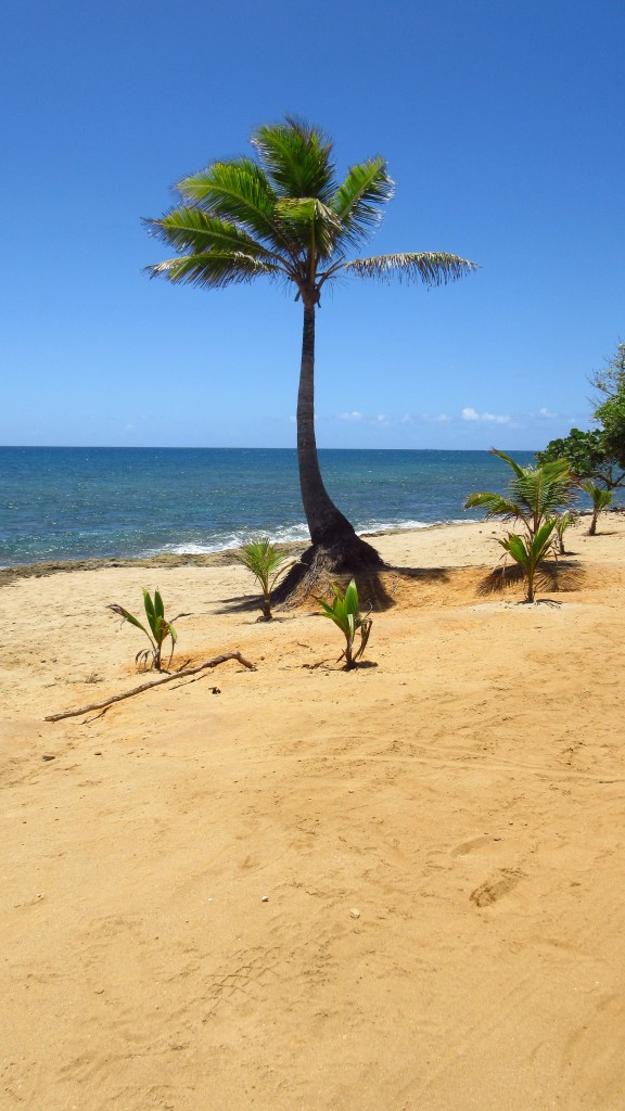 Solitary palm