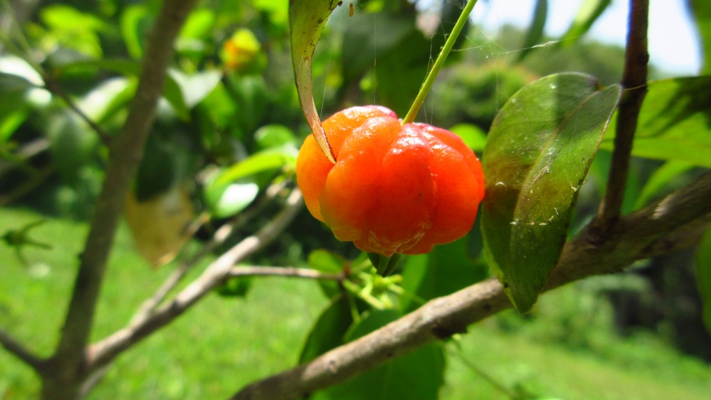 Surnam cherries