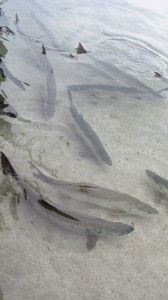 tarpon at la guancha1