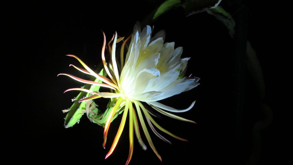 Cool dragon fruit flower